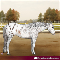 Horse Color:White Spotted Brown Blanket 