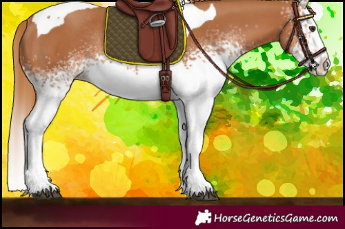 Horse Color:White Spotted Chestnut Splash Tobiano Rabicano 