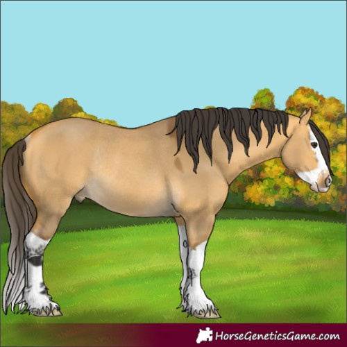 Horse Color:Buckskin Dun Splash Rabicano 