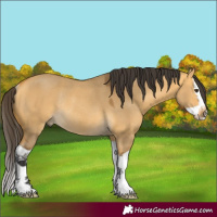 Horse Color:Buckskin Dun Splash Rabicano