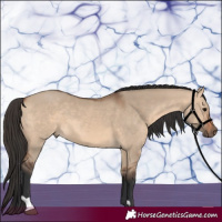 Horse Color:Bay Dun 