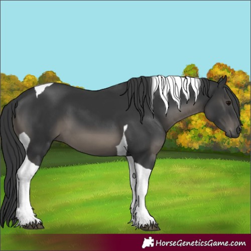 Horse Color:Black Tobiano 