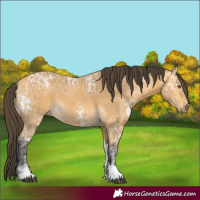 Horse Color:Buckskin Ice Tobiano 