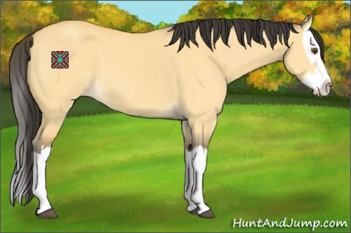 Horse Color:Buckskin Dun Splash 
