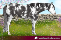 Horse Color:White Spotted Smoky Black Splash 