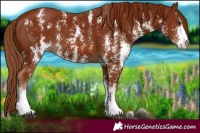 Horse Color:Chestnut Sabino