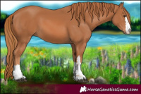 Horse Color:Chestnut 