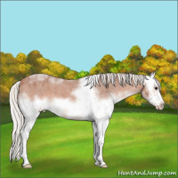 Horse Color:White Spotted Silver Bay Roan Frame Appaloosa 