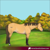 Horse Color:Buckskin Dun Sabino Rabicano
