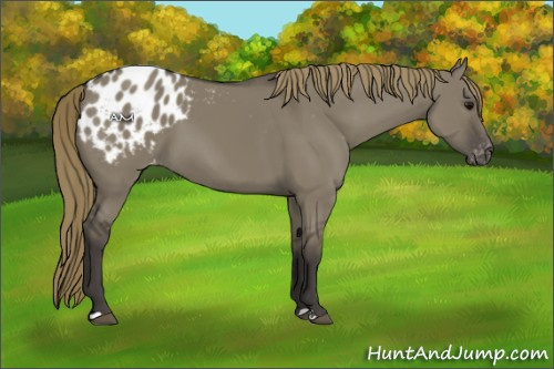 Horse Color:Smoky Grullo Appaloosa 