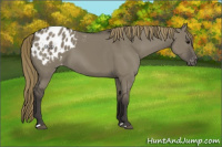 Horse Color:Smoky Grullo Appaloosa 