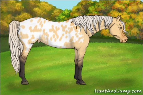 Horse Color:Silver Buckskin Dun Appaloosa 