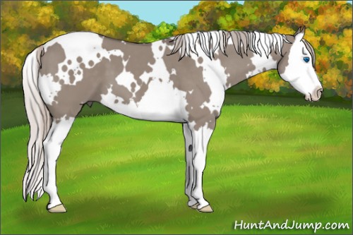 Horse Color:White Spotted Silver Grullo Splash 