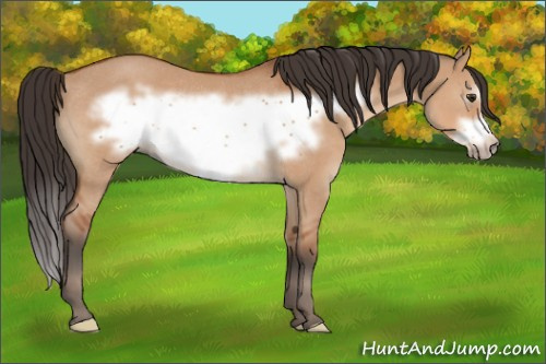 Horse Color:Bay Dun Frame Rabicano 