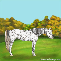 Horse Color:Smoky Grullo Appaloosa 