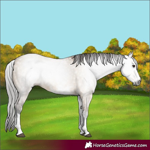 Horse Color:Gray White Spotted Bay Dun 