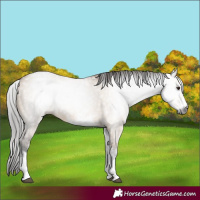 Horse Color:Gray White Spotted Bay Dun 