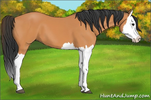 Horse Color:Bay Splash 