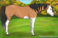 Horse Color:Bay Splash 