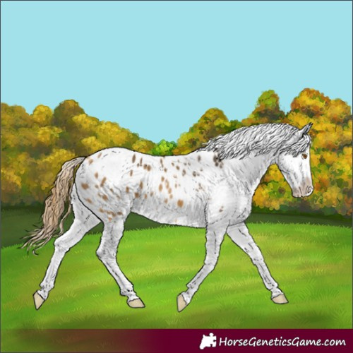 Horse Color:Buckskin Splash Appaloosa 