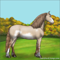 Horse Color:Red Dun Frame 