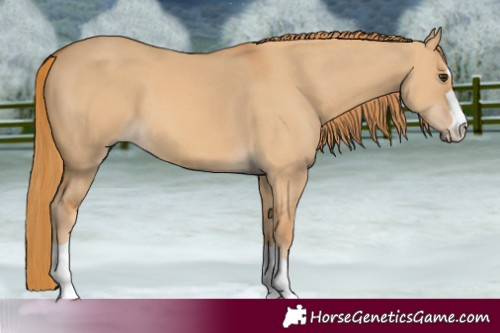 Horse Color:Red Dun 