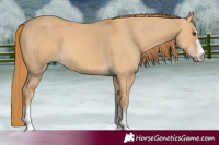 Horse Color:Red Dun 