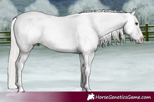 Horse Color:Silver Brown Dun Near Leopard