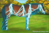 Horse Color:Thunderstruck Bay 