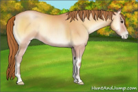 Horse Color:Bay Pearl Onyx 