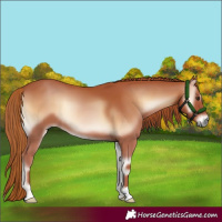 Horse Color:Red Onyx