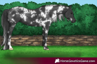 Horse Color:White Spotted Black 
