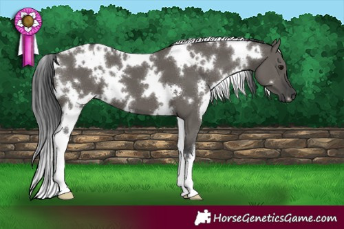 Horse Color:White Spotted Grullo 