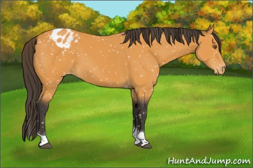 Horse Color:Buckskin Tobiano Appaloosa 