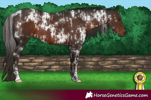 Horse Color:White Spotted Liver Chestnut and White Spotted Liver Chestnut