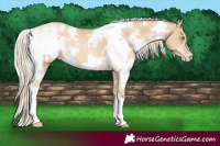 Horse Color:White Spotted Palomino Pearl 
