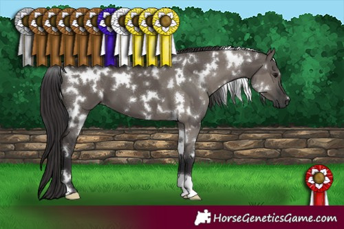 Horse Color:White Spotted Grullo  and White Spotted Smoky Grullo 