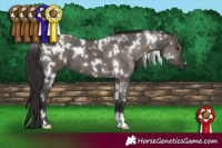Horse Color:White Spotted Grullo  and White Spotted Smoky Grullo 