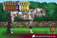 Horse Color:White Spotted Grullo  and White Spotted Smoky Grullo 