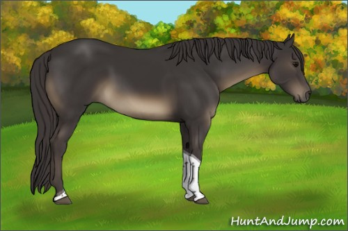 Horse Color:Smoky Black Tobiano 