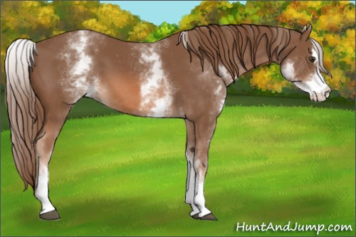 Horse Color:White Spotted Chestnut Sabino 