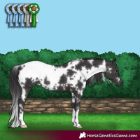 Horse Color:White Spotted Smoky Black 