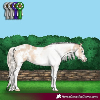 Horse Color:White Spotted Cremello Sabino