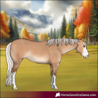 Horse Color:White Spotted Silver Bay Dun 