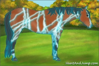 Horse Color:Thunderstruck Bay 