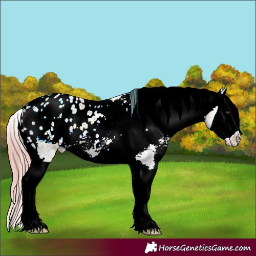 Horse Color:Watercolor Chestnut Splash Appaloosa 