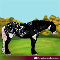 Horse Color:Watercolor Chestnut Splash Appaloosa