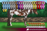 Horse Color:White Spotted Liver Chestnut 