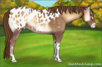 Horse Color:Red Onyx Appaloosa 