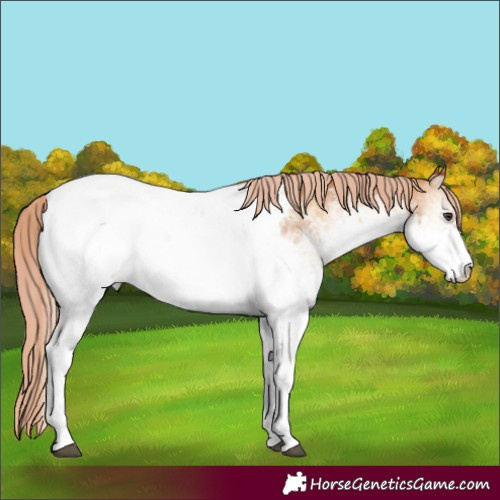 Horse Color:White Spotted Red Onyx Near Fewspot